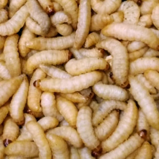 Waxworms – 1000 (4 tubs of 250) – CritterGrub